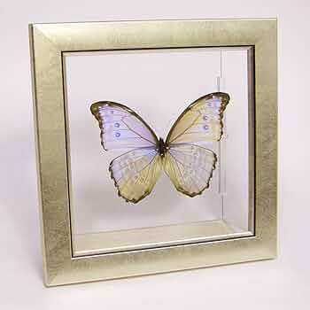 Amazon.co.jp: 蝶の標本 ゴダルティモルフォ ボリビア産